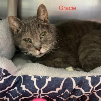 Domestic Short Hair Cats Available for Adoption in Knoxville, Tennessee - Gracie | PetCurious
