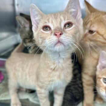 Beckham -  Domestic Short Hair Cat for Adoption in Matteson, Illinois - Beckham | PetCurious
