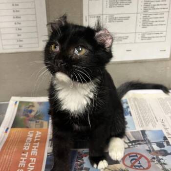 Belanova -  Domestic Short Hair Cat for Adoption in Yuma, Arizona - Belanova | PetCurious