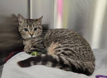 Domestic Short Hair Cats Available for Adoption in Dickson, Tennessee - Taters | PetCurious