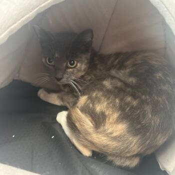 Autumn -  Domestic Short Hair Cat for Adoption in Brockton, Massachusetts - Autumn | PetCurious