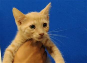 TIMMY -  Domestic Short Hair Cat for Adoption in Albuquerque, New Mexico - TIMMY | PetCurious