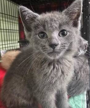 Beans -  Domestic Short Hair Cat for Adoption in Auburn, Indiana - Beans | PetCurious