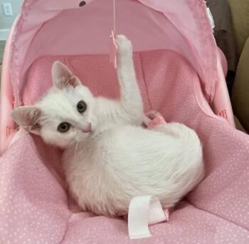 Sparkler -  Domestic Short Hair Cat for Adoption in San Juan Capistrano, California - Sparkler | PetCurious