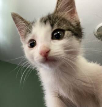 Rescue Domestic Medium Hair Cats for Adoption in Grand Rapids, Michigan - Custard | PetCurious