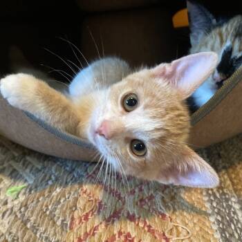 Rescue Domestic Short Hair Cats for Adoption in Los Angeles, California - Kitsu | PetCurious