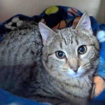 Domestic Short Hair Cats Available for Adoption - Owlet | PetCurious