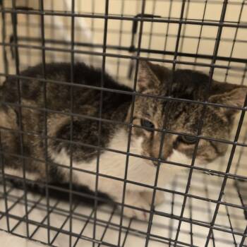 Rescue Domestic Short Hair Cats for Adoption in New York, New York - Ira | PetCurious