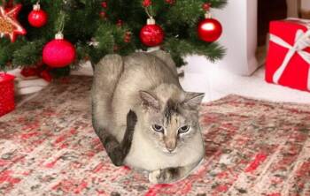 Rescue Siamese and Domestic Short Hair Cats for Adoption in Hillsboro, Texas - Brigitte – Timeless Grace And Quiet Love In One Sweet Senior | PetCurious