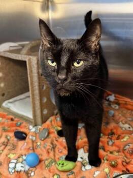 Lenny -  Domestic Short Hair Cat for Adoption in Missoula, Montana - Lenny | PetCurious