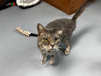 Church aka Rampage -  Domestic Short Hair Cat Available for Adoption in Shelbyville, Tennessee - Church Aka Rampage | PetCurious