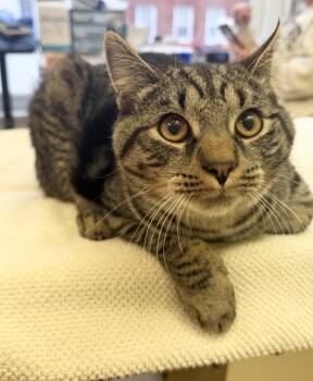 Domestic Short Hair Cats Available for Adoption - Bou-gie | PetCurious