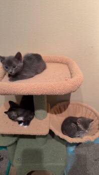 Ashley (new) -  Domestic Short Hair Cat for Adoption in Zephyrhills, Florida - Ashley (new) | PetCurious