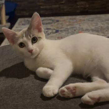 Twiggy -  Domestic Short Hair Cat for Adoption in Gaithersburg, Maryland - Twiggy | PetCurious
