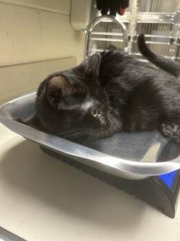 Endermite -  Domestic Short Hair Cat for Adoption in Wichita, Kansas - Endermite | PetCurious