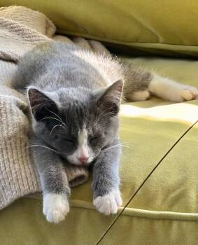 SAM & JACKIE - Stunning bonded pair -  Domestic Medium Hair Cat for Adoption in New York, New York - SAM & JACKIE - Stunning Bonded Pair | PetCurious