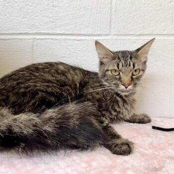 Domestic Short Hair Cats Available for Adoption in Evensville, Tennessee - Theo | PetCurious