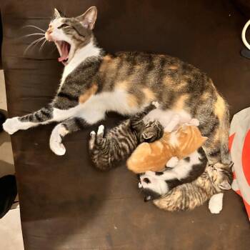 Turkey -  Domestic Short Hair Cat for Adoption in Philadelphia, Pennsylvania - Turkey | PetCurious