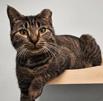 Rescue Domestic Short Hair Cats for Adoption in Washburn, Wisconsin - Patsy Cline | PetCurious