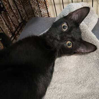 Lil Bit -  Domestic Long Hair Cat for Adoption in West Des Moines, Iowa - Lil Bit | PetCurious
