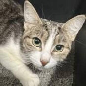 Domestic Short Hair Cats Available for Adoption in Hilliard, Ohio - Frankie | PetCurious