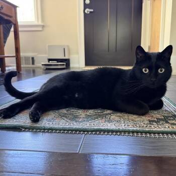 Rhys -  Bombay Cat for Adoption in Coral Gables, Florida - Rhys | PetCurious