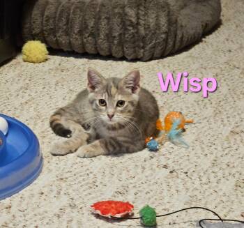Wisp -  Domestic Short Hair Cat for Adoption in Hartville, Ohio - Wisp | PetCurious