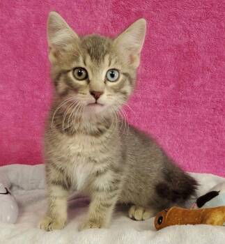 Domestic Medium Hair Cats Available for Adoption in Greenville, Illinois - Ellie | PetCurious