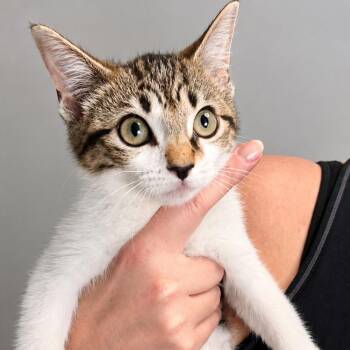 Dirty Gertie -  Domestic Short Hair Cat for Adoption in Boerne, Texas - Dirty Gertie | PetCurious