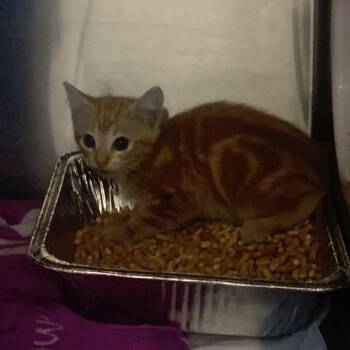 Ginger -  Domestic Short Hair Cat Available for Adoption in West Palm Beach, Florida - Ginger | PetCurious
