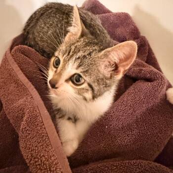 Domestic Short Hair Cats Available for Adoption - Lightning In Oakton, VA *adoption Pending* | PetCurious