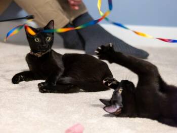 Noodles and McFly -  Domestic Short Hair Cat for Adoption in Calgary, Alberta - Noodles And McFly | PetCurious