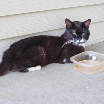 Baker (Mittens) -  Domestic Short Hair Cat for Adoption in Rochester, Minnesota - Baker (Mittens) | PetCurious