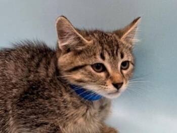 Bengal -  Domestic Short Hair Cat for Adoption in Woodbury, Minnesota - Bengal | PetCurious