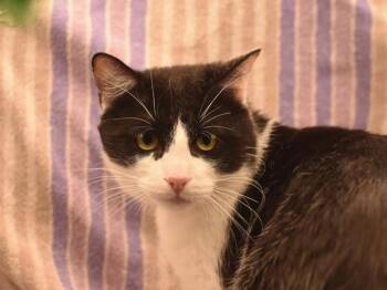 Domestic Short Hair Cats Available for Adoption in Portland, Oregon - Big Larry | PetCurious