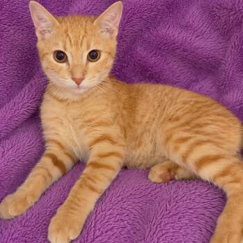Grady -  Domestic Short Hair Cat for Adoption in Tucson, Arizona - Grady | PetCurious