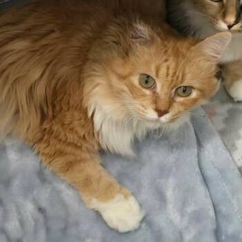 Loreli -  Domestic Long Hair Cat for Adoption in Winthrop, Maine - Loreli | PetCurious
