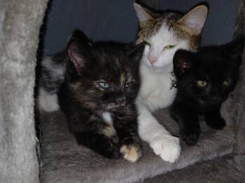 Purcy -  Domestic Short Hair Cat for Adoption in Diamond Springs, California - Purcy | PetCurious