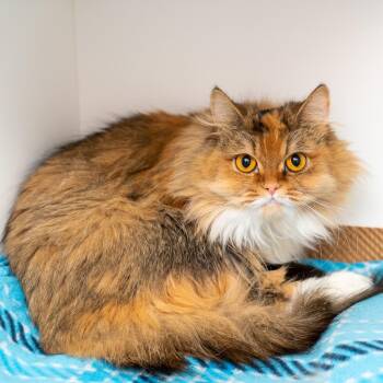 Domestic Long Hair Cats Available for Adoption in New York, New York - Mia | PetCurious