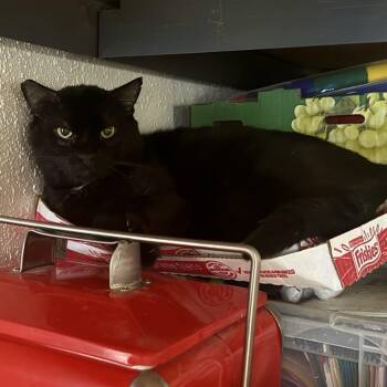 Rescue Domestic Short Hair Cats for Adoption in Antioch, California - T