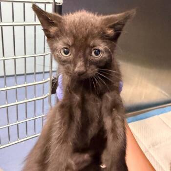 Joker -  Domestic Short Hair Cat for Adoption in Greensboro, North Carolina - Joker | PetCurious