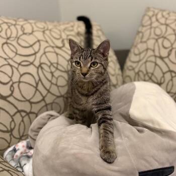 Domestic Short Hair Cats Available for Adoption in Evanston, Illinois - Mummy | PetCurious
