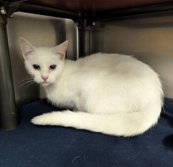 Domestic Short Hair Cats Available for Adoption in La Porte, Indiana - Feta | PetCurious