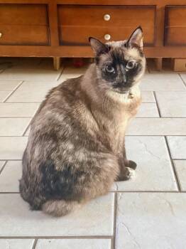 Eva -  Siamese Cat for Adoption in Incline Village, Nevada - Eva | PetCurious