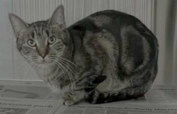 Domestic Short Hair Cats Available for Adoption - CECILIA | PetCurious