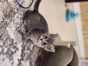 Huffelpuff -  Domestic Short Hair Cat for Adoption in Hamilton, Ontario - Huffelpuff | PetCurious