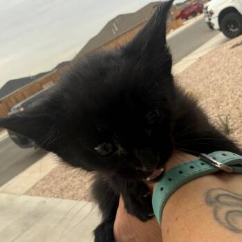 Lucy -  Domestic Short Hair Cat Available for Adoption in Midland, Texas - Lucy | PetCurious