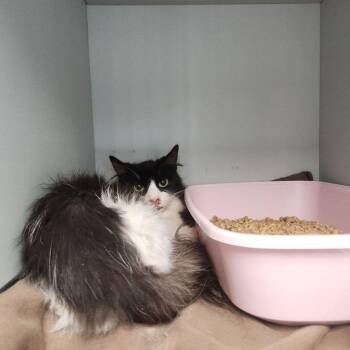 Domestic Long Hair Cats Available for Adoption in Kingman, Arizona - Wave | PetCurious