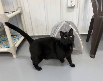 American Shorthair Cats Available for Adoption in Big Rapids, Michigan - Sally | PetCurious