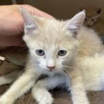 Lando Calrissian -  Domestic Short Hair Cat for Adoption in Flagstaff, Arizona - Lando Calrissian | PetCurious